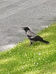 Corvus cornix