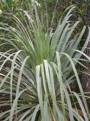 Dasylirion berlandieri