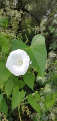 Calystegia sepium