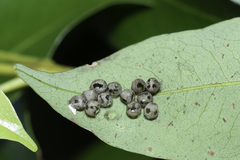 Tessaratoma papillosa