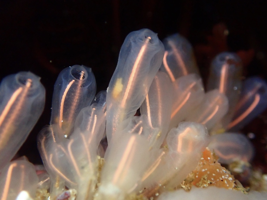 Lightbulb Tunicate