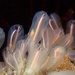Lightbulb Tunicate - Photo (c) Cricket Raspet, some rights reserved (CC BY), uploaded by Cricket Raspet