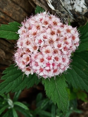 Spiraea hayatana