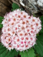 Spiraea hayatana