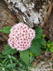 Spiraea hayatana