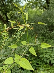 Rubia cordifolia