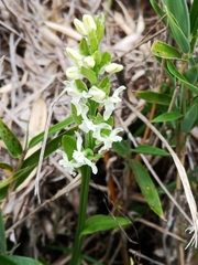 Platanthera brevicalcarata