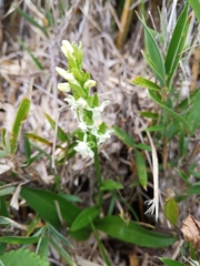 Platanthera brevicalcarata