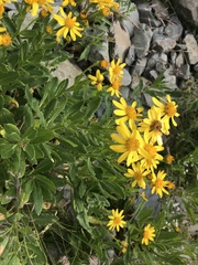 Senecio pyrenaicus