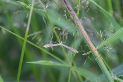 Stenoptilia pterodactyla