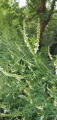 Melilotus albus