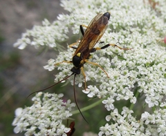 Amblyteles armatorius