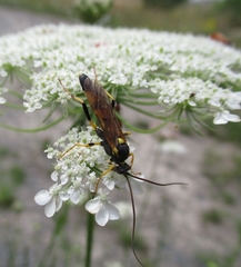 Amblyteles armatorius