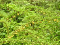 Ximenia