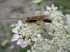 Amblyteles armatorius