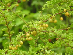 Ximenia