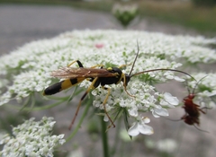 Amblyteles armatorius