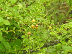 Ximenia