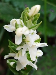Platanthera brevicalcarata