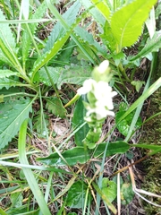 Platanthera brevicalcarata