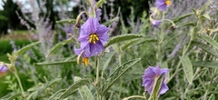 Solanum elaeagnifolium