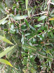 Berberis brevisepala