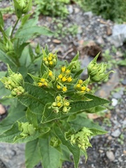 Senecio nemorensis