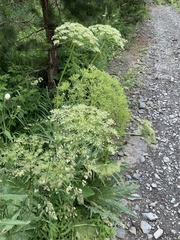 Heracleum grandiflorum