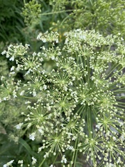 Heracleum grandiflorum