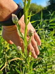 Centaurea chartolepis