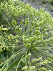 Heracleum grandiflorum