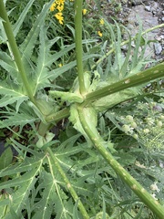 Heracleum grandiflorum
