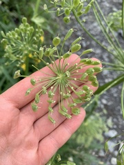 Heracleum grandiflorum