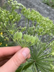 Heracleum grandiflorum