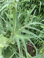 Heracleum grandiflorum
