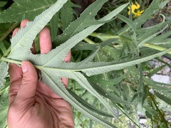 Heracleum grandiflorum