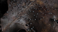 Didymium megalosporum