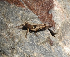 Stenocatantops angustifrons