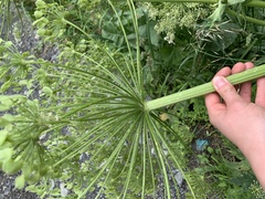 Heracleum grandiflorum