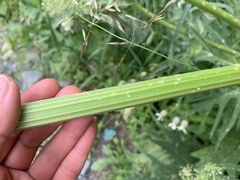 Heracleum grandiflorum