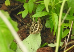 Spirama indenta