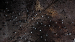 Didymium megalosporum