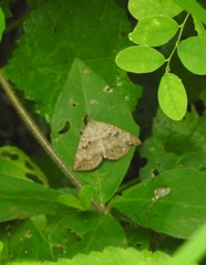 Blasticorhinus