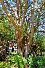 Ficus benjamina