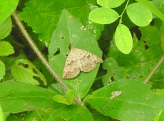 Blasticorhinus
