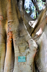 Ficus benjamina