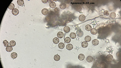 Didymium megalosporum
