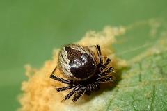 Emertonella taczanowskii