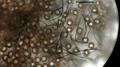 Didymium megalosporum