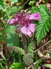 Pedicularis refracta transmorrisonensis